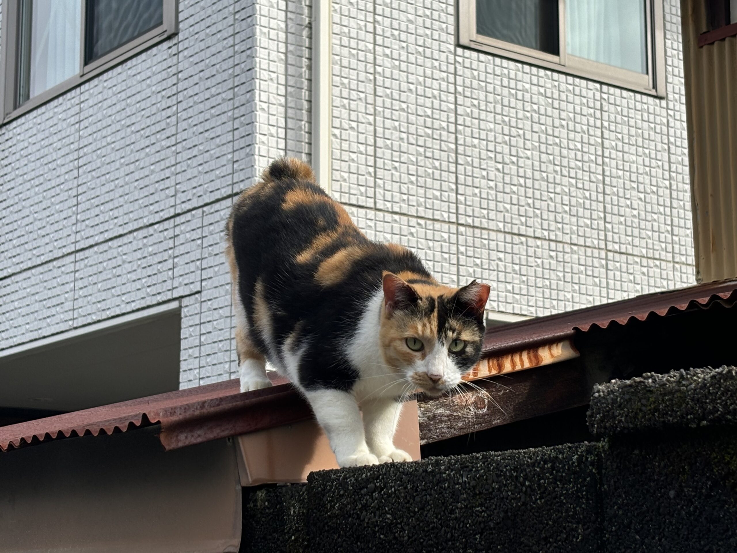 さくらねこ