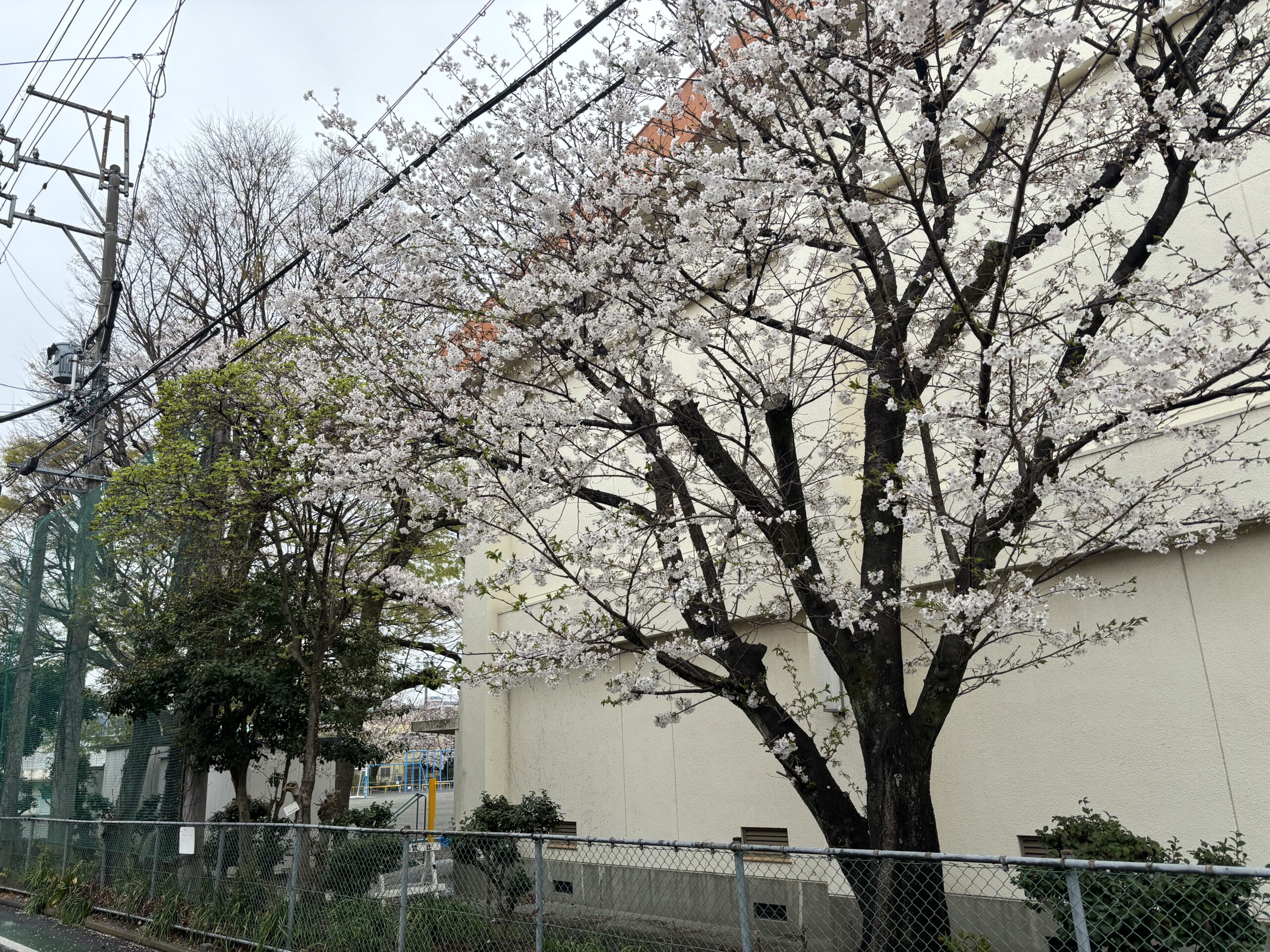 桜もあと少し
